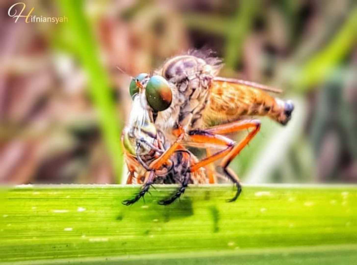 robberfly 🐝