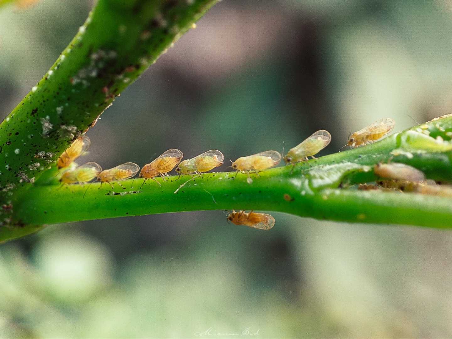Red gum lerp psyllid