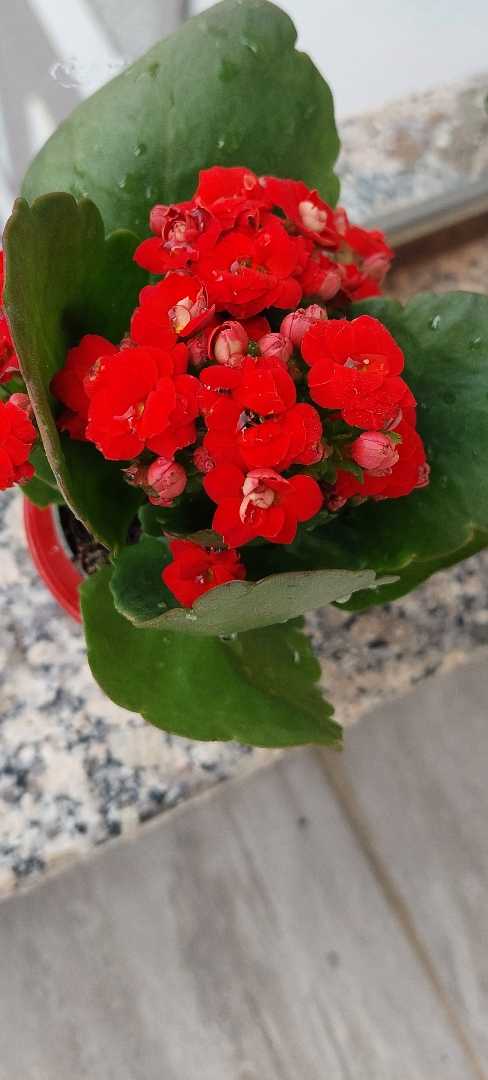Kalanchoe