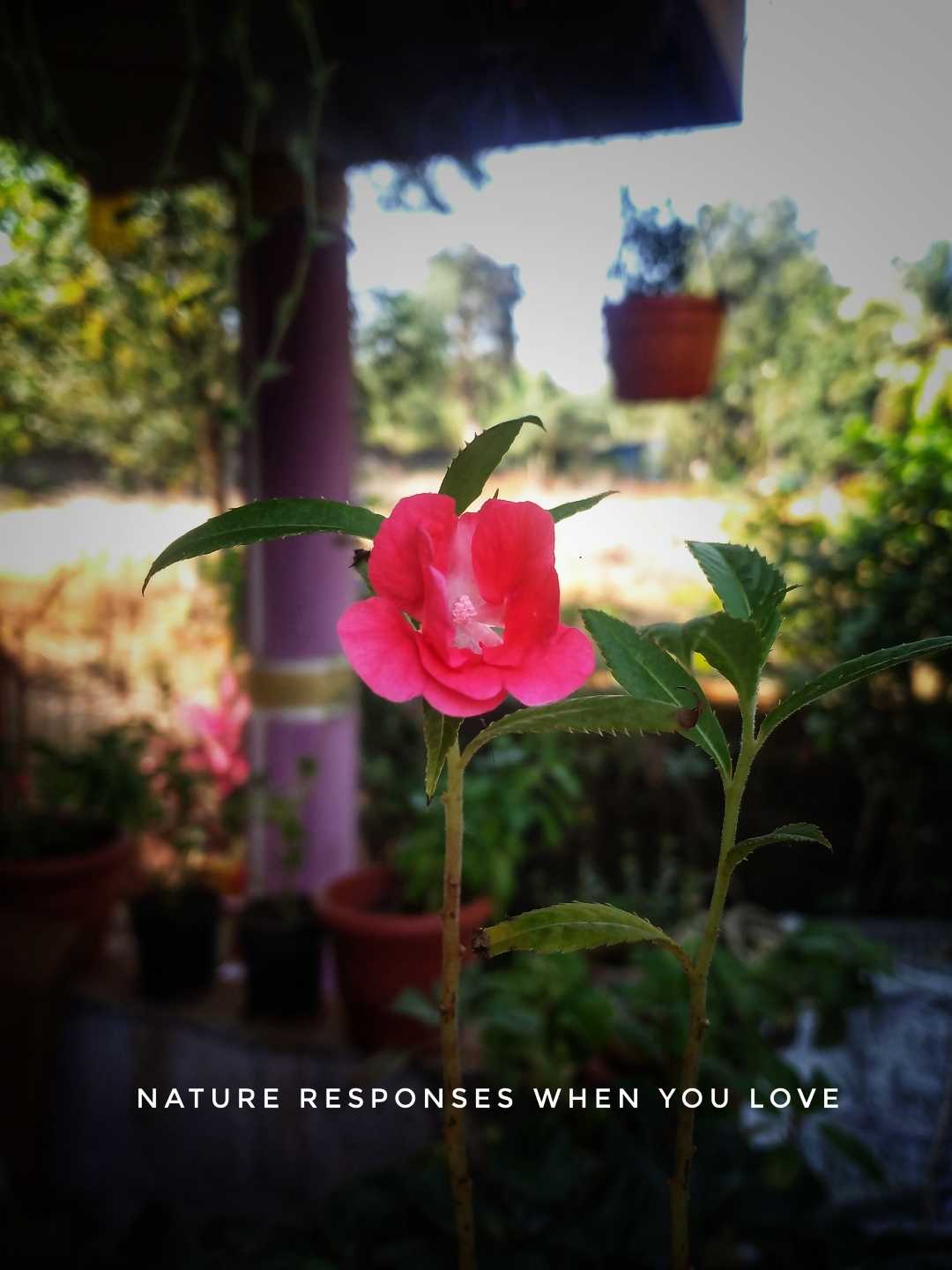 Nature Love