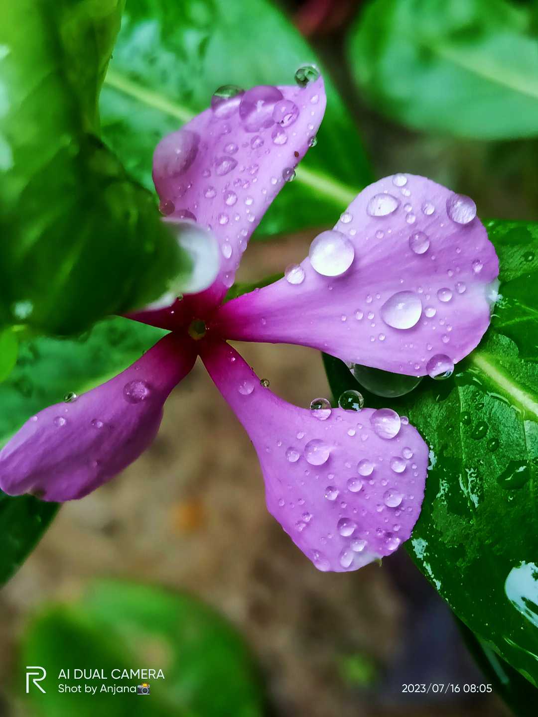 🌸🌺🌸💜