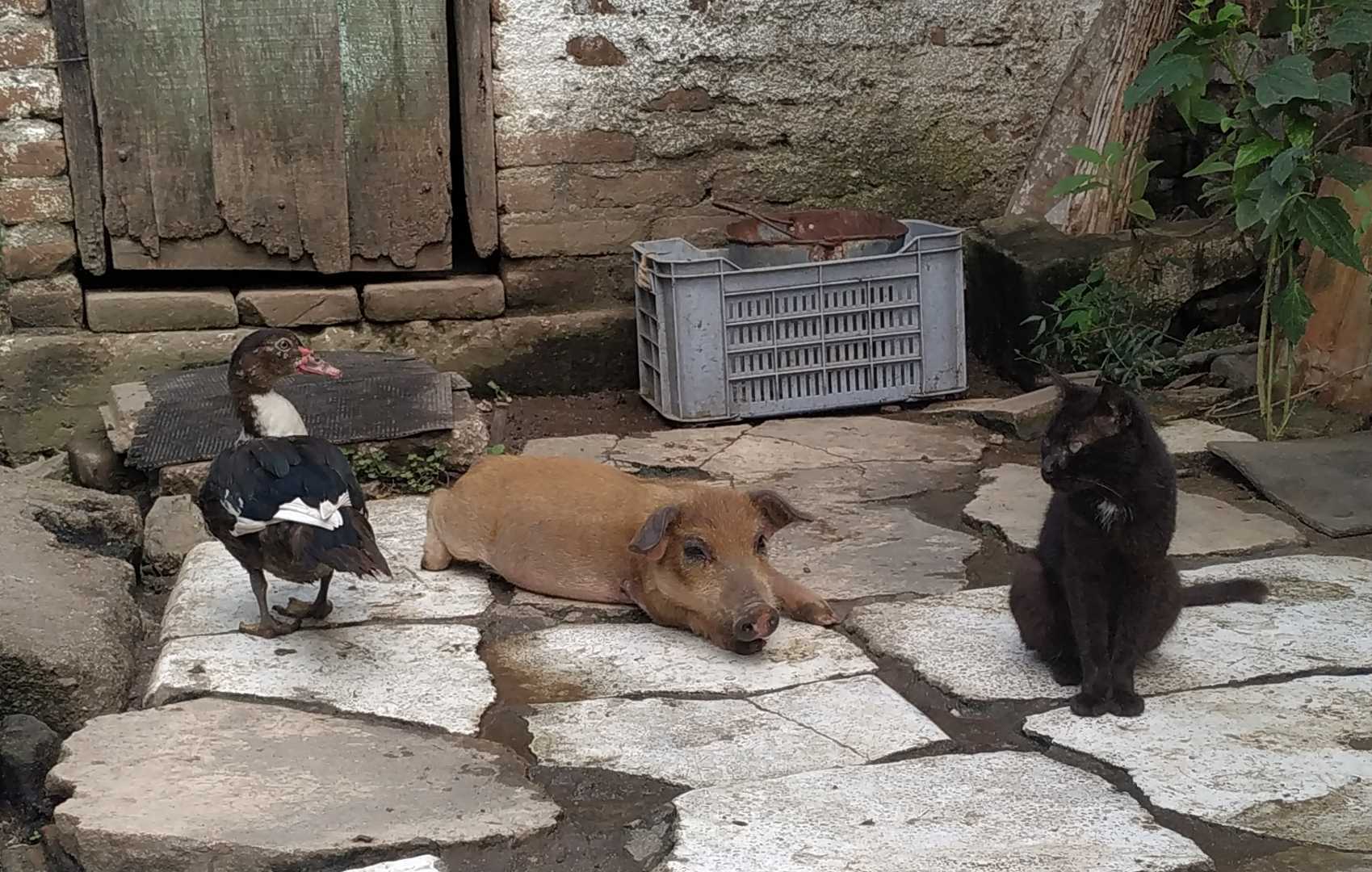 Sana convivencia 