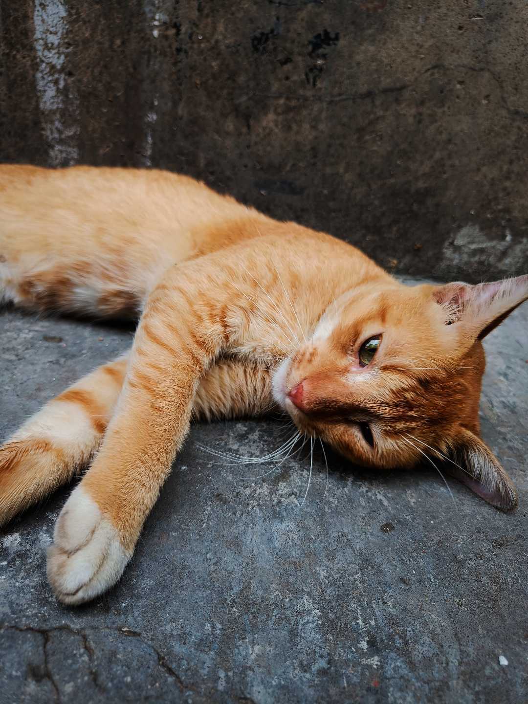 Cat colour (peaches fuzzy)🍑😼👆🏻