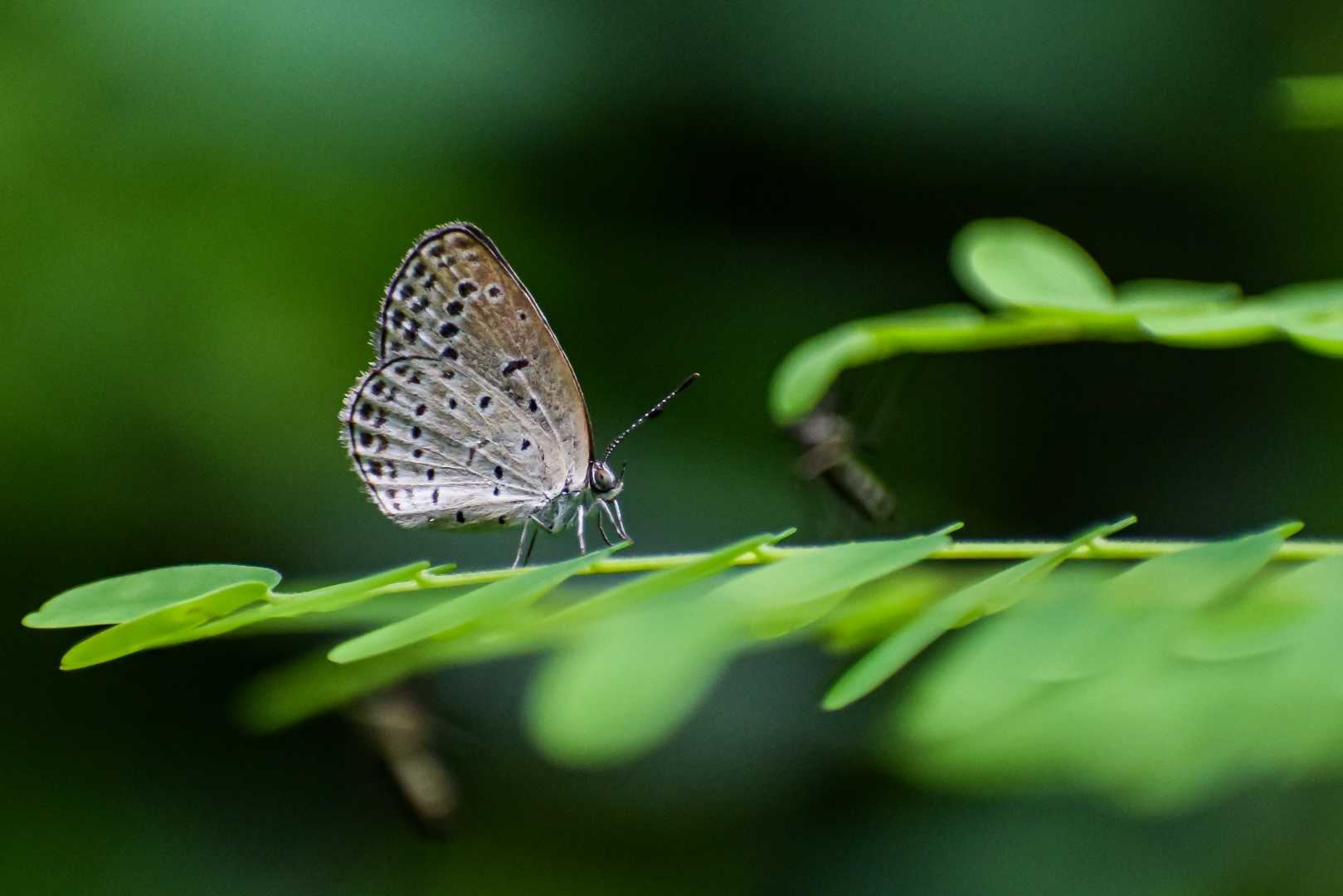 Tiny Beauty