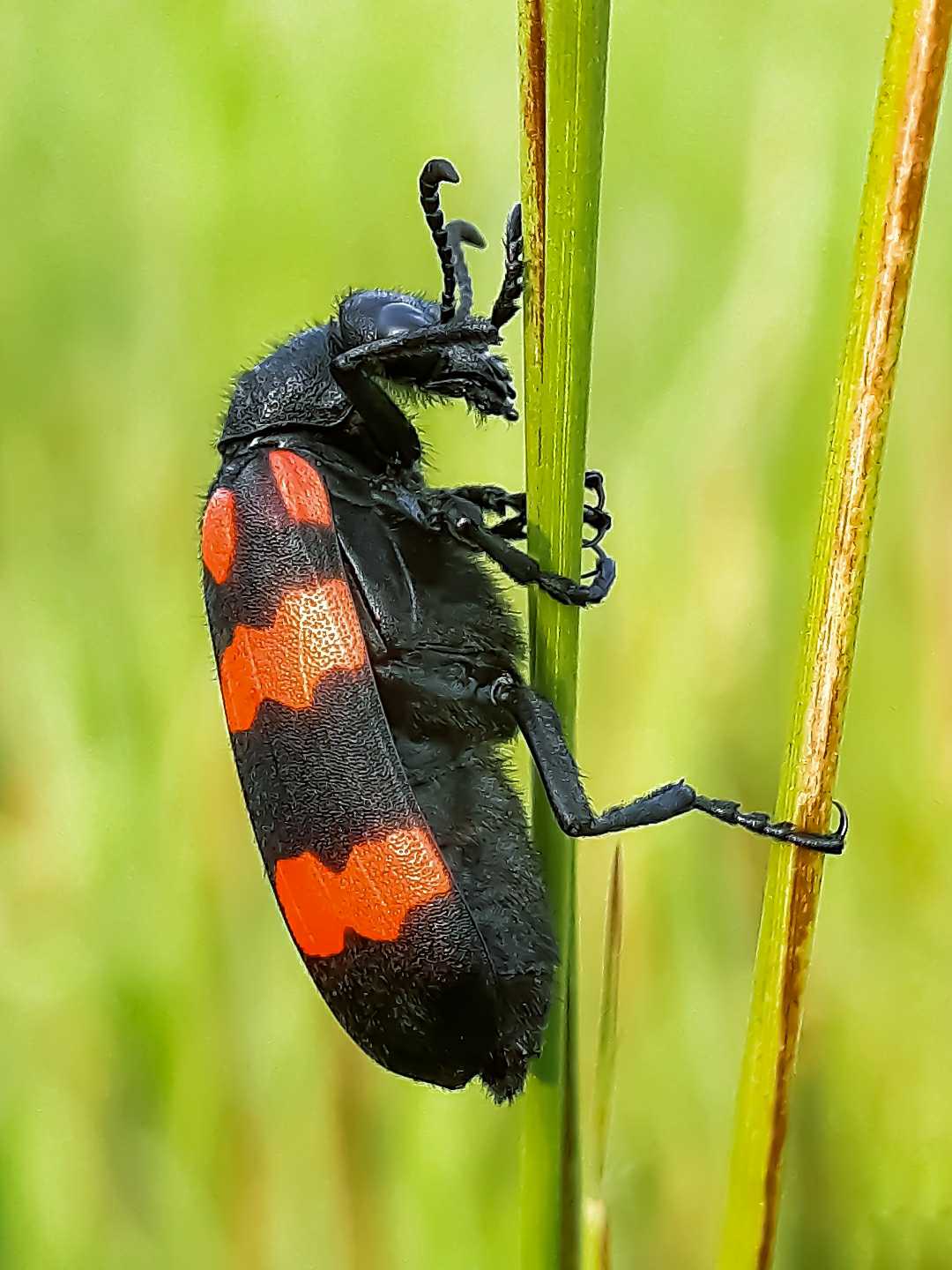 Blister Beetle