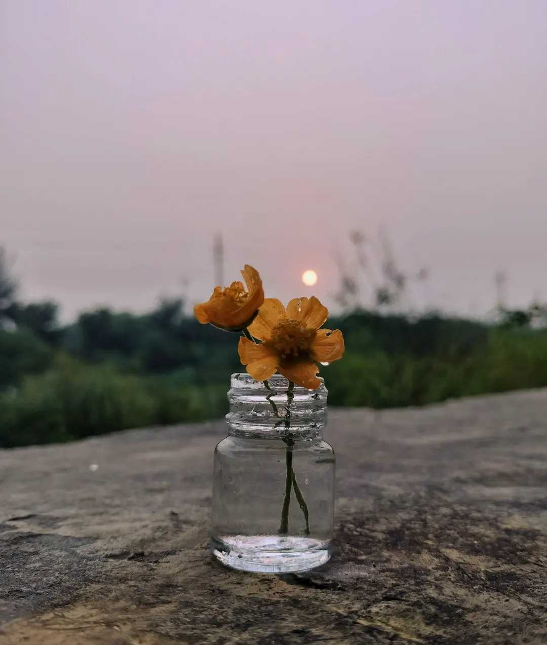 ❤️🌻