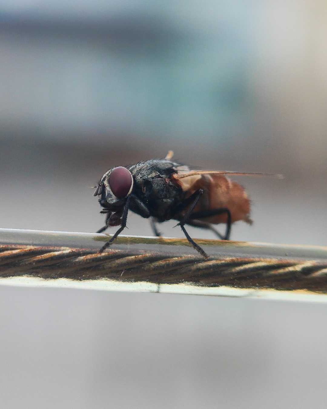 Macro