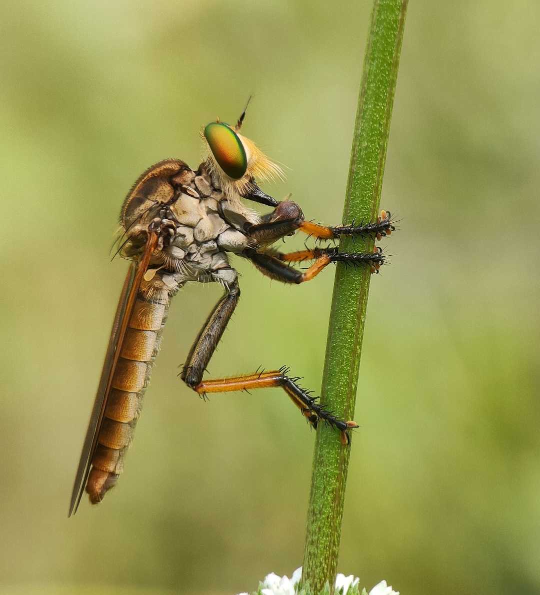 Robertfly