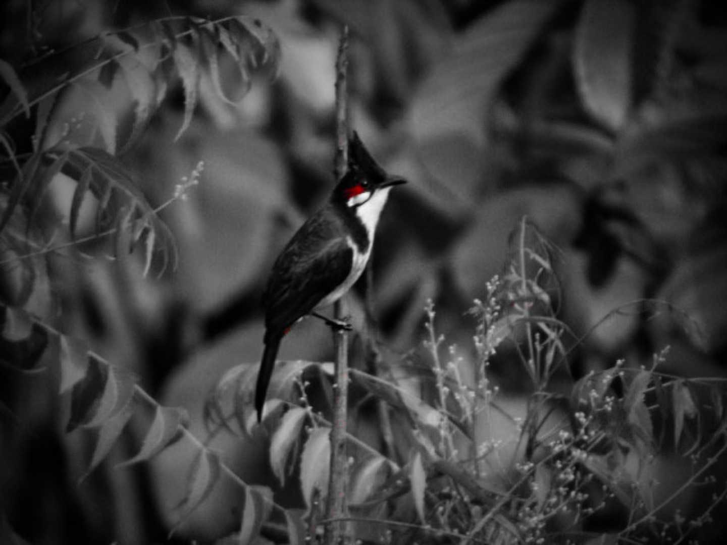 Birds of India