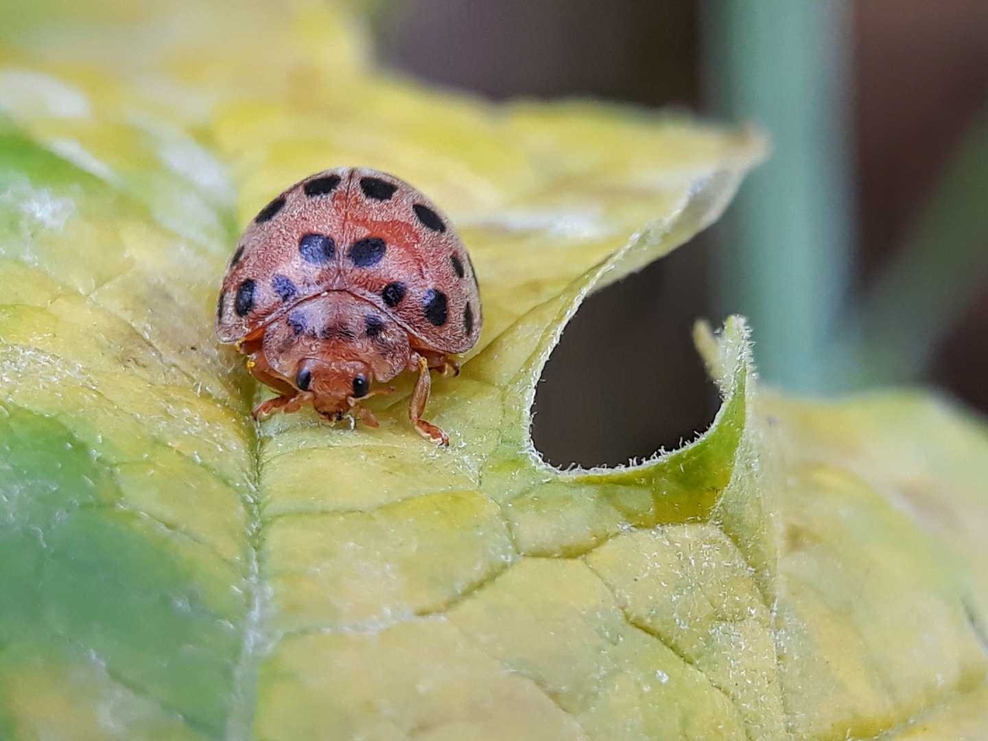 Henosepilachna vigintioctopunctata 