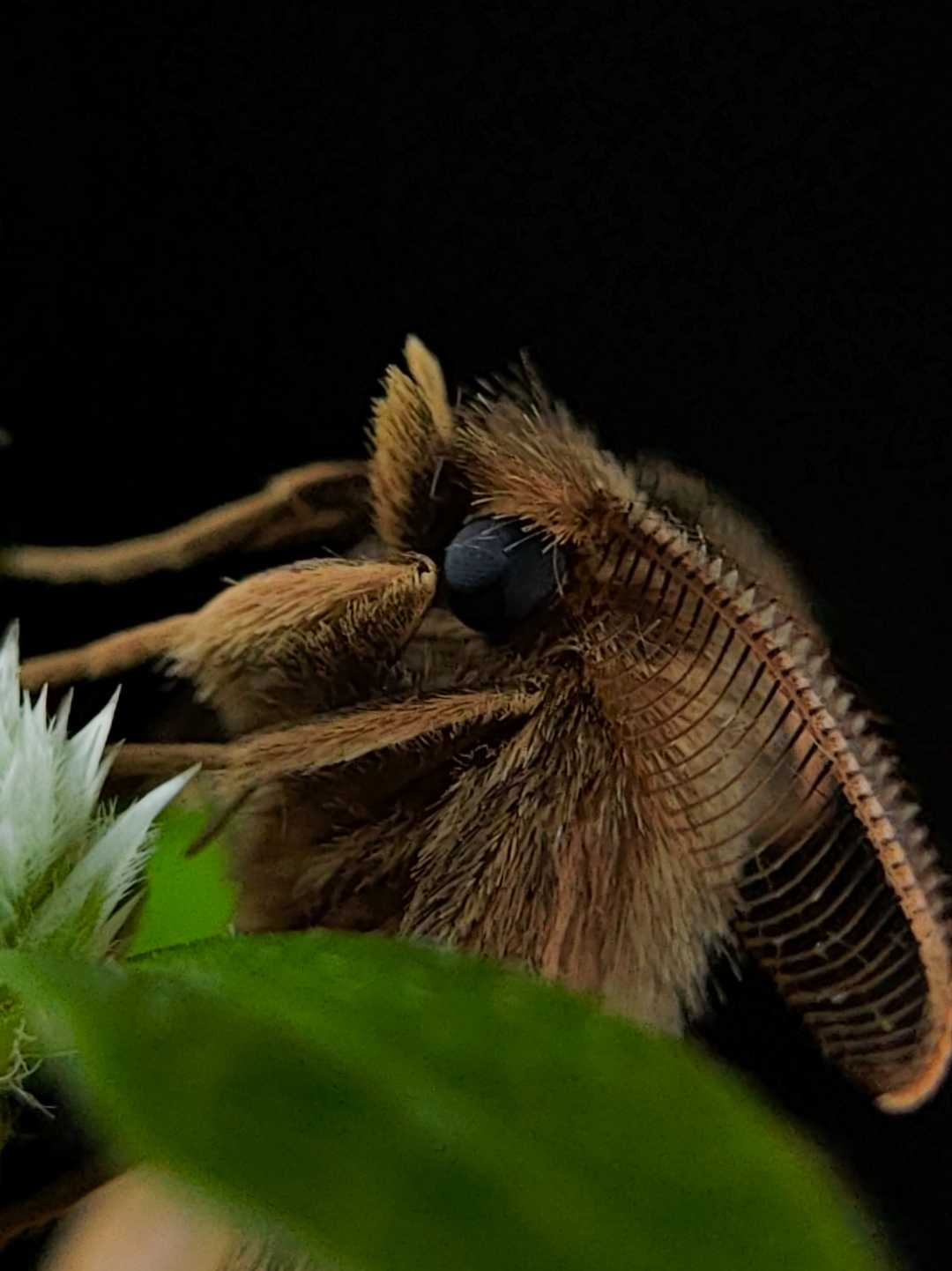 moth📸