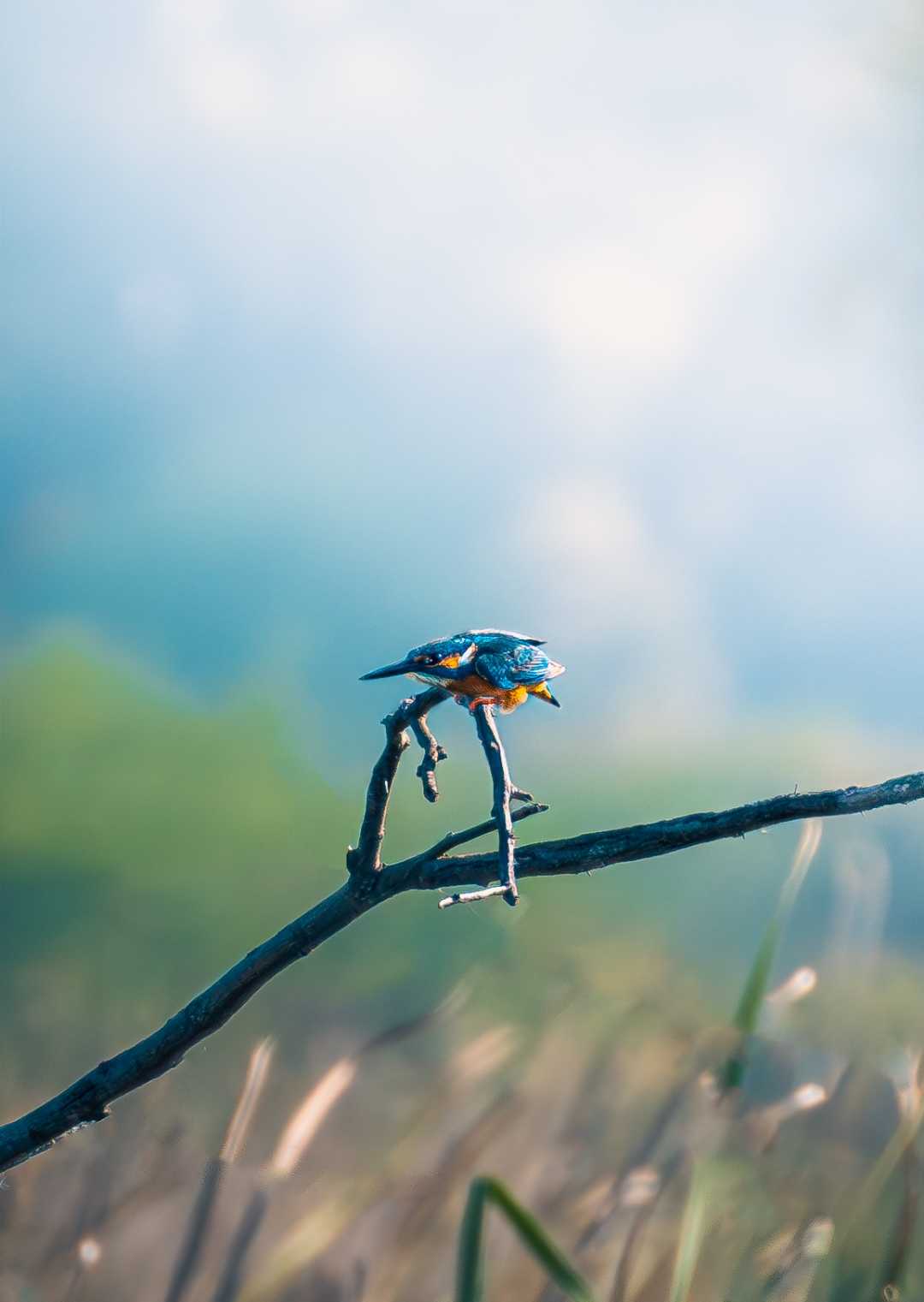 common kingfisher