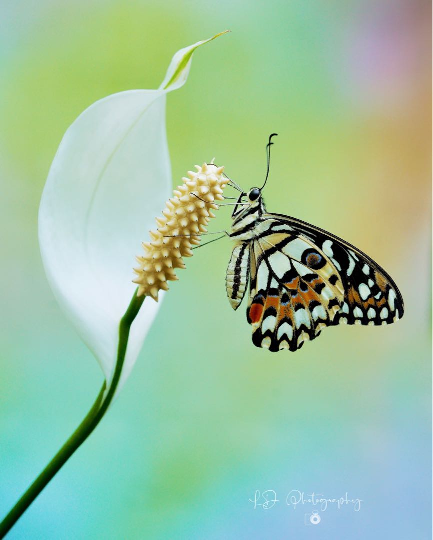 Kupu-kupu Jeruk (Papilio demoleus)