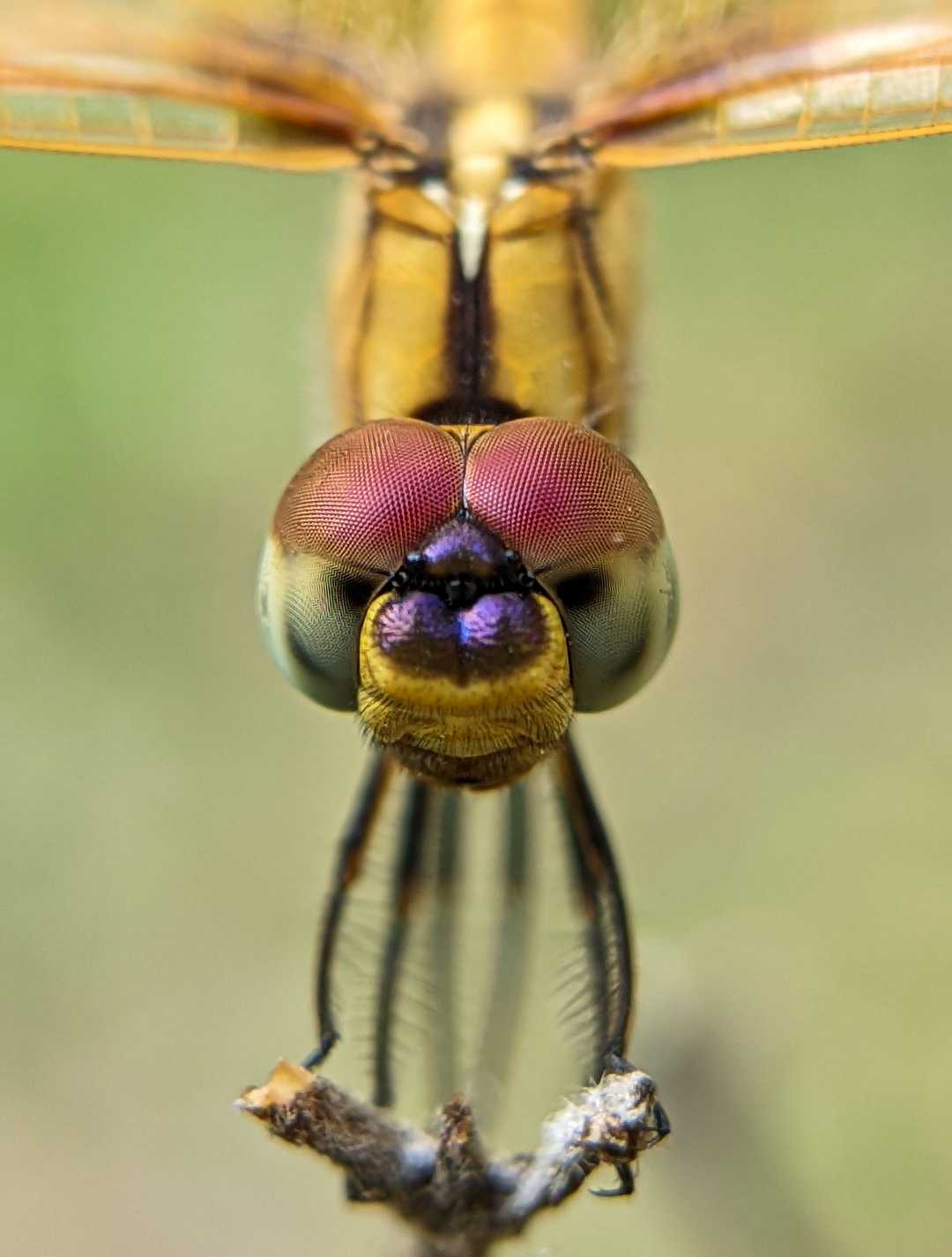 Dragon fly💗📸