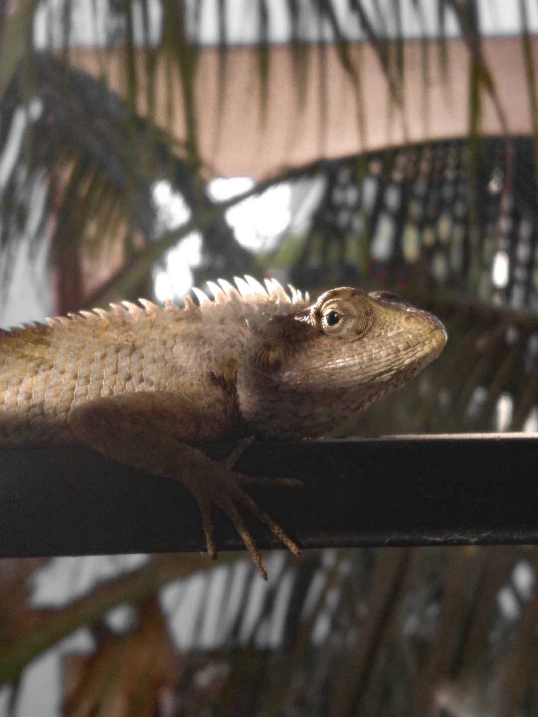 Chameleon