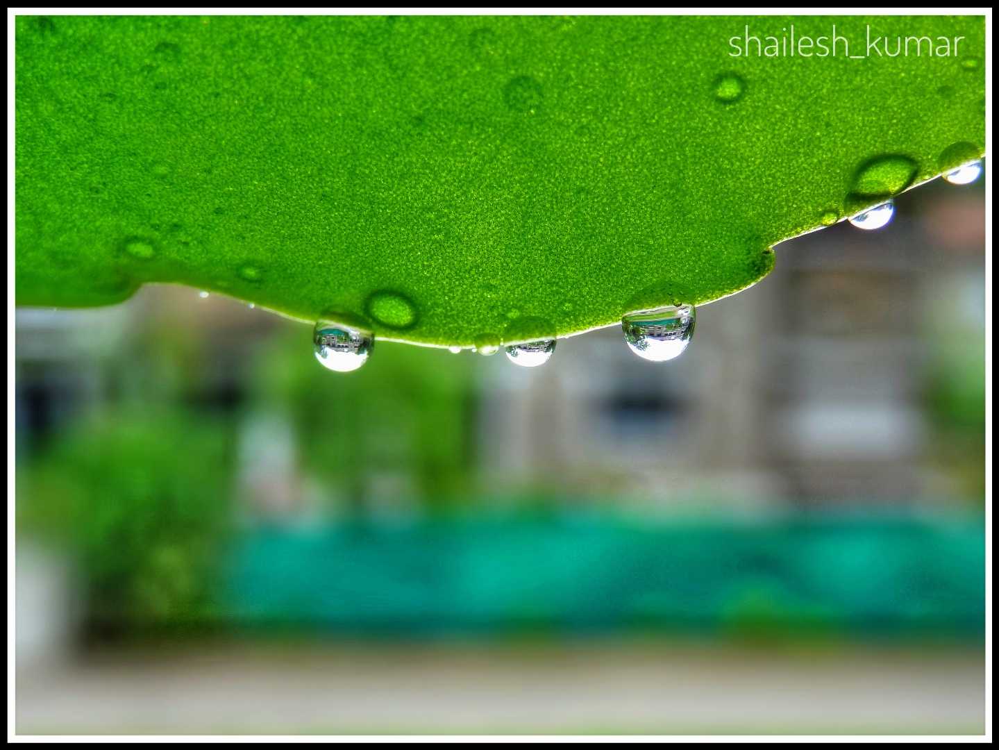 Reflection on water droplet.
