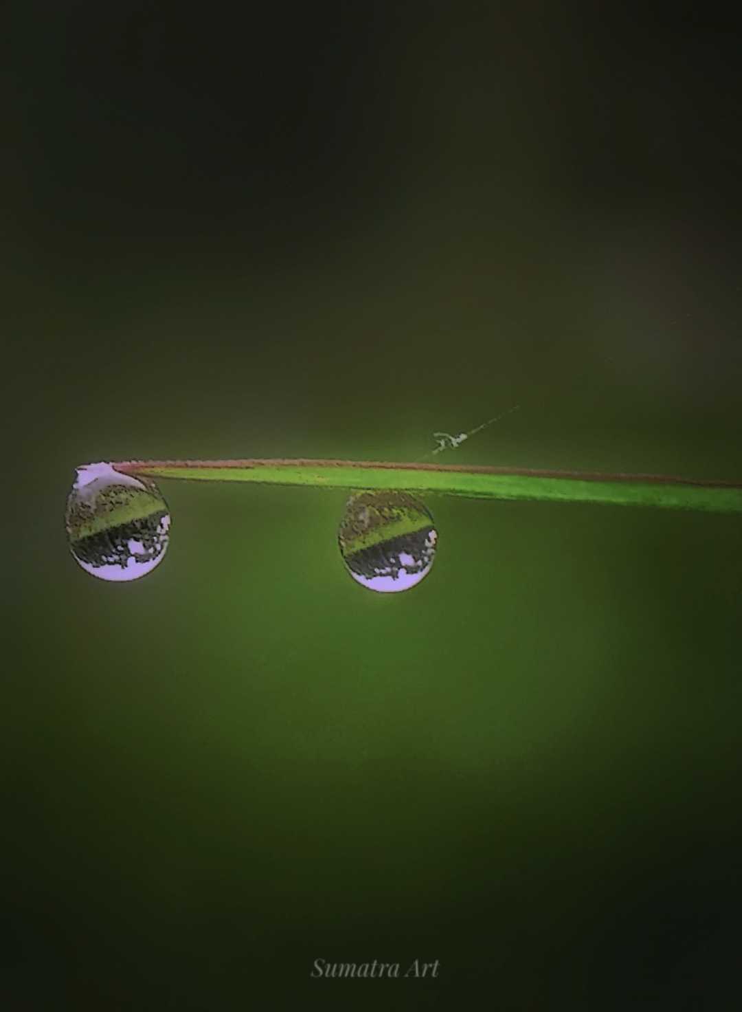 Dew 