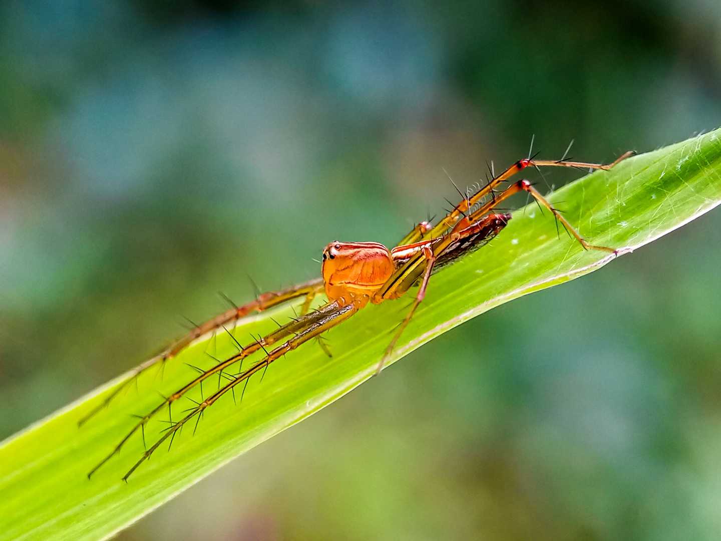 Oxyopes salticus