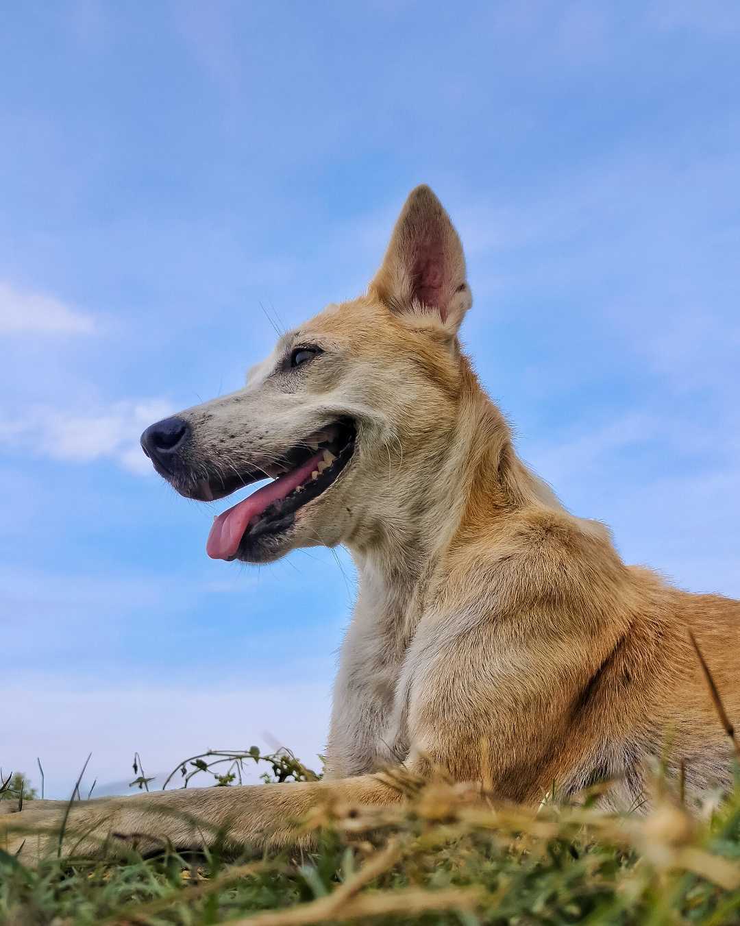 dog 