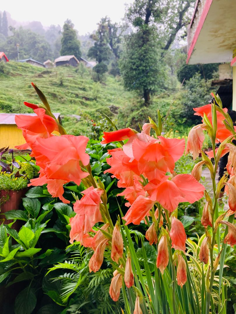 Chopta- Beautiful place of India 