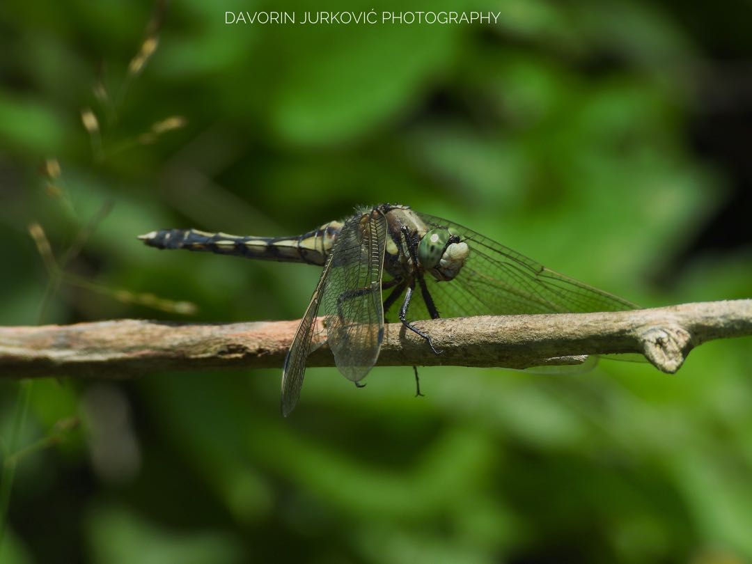 Orthetrum albistylum…