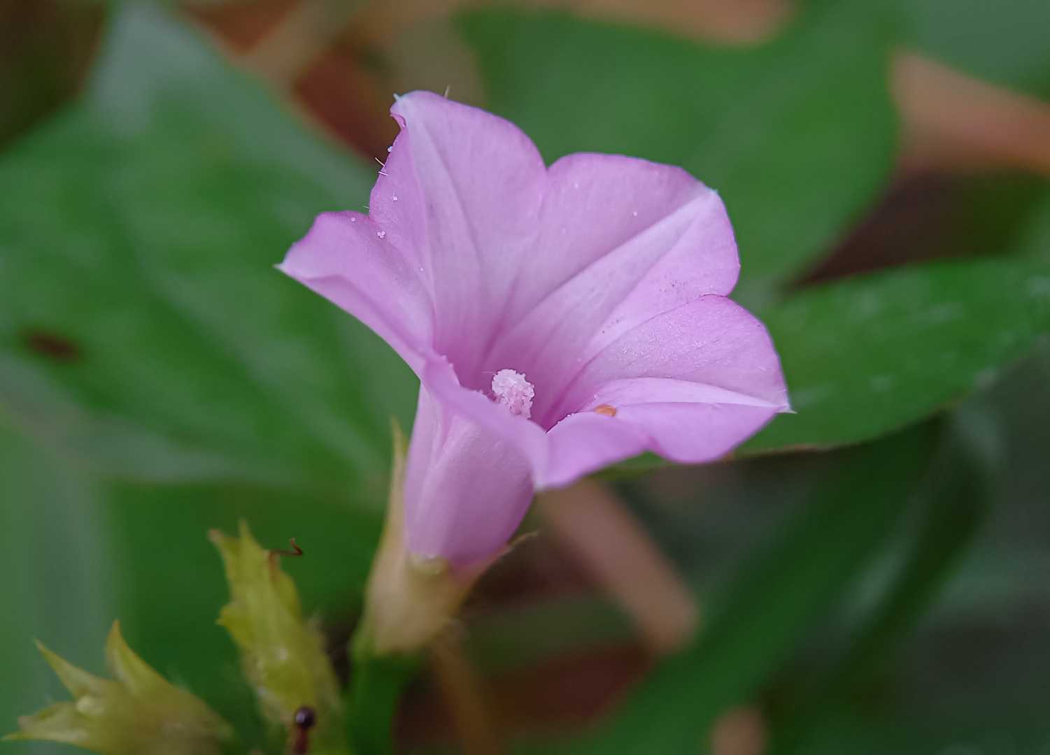 Ipomoea triloba