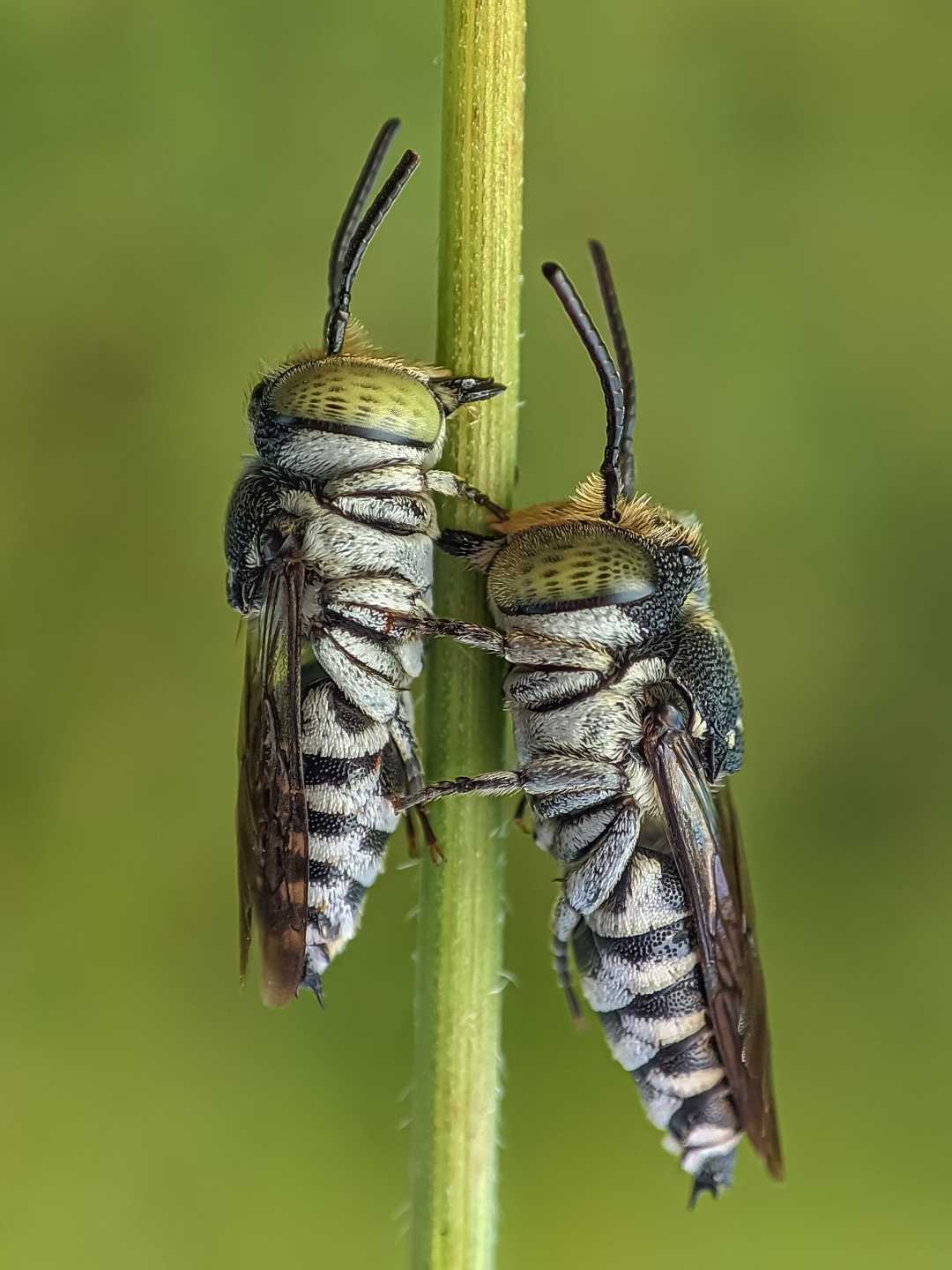 cuckoo bee