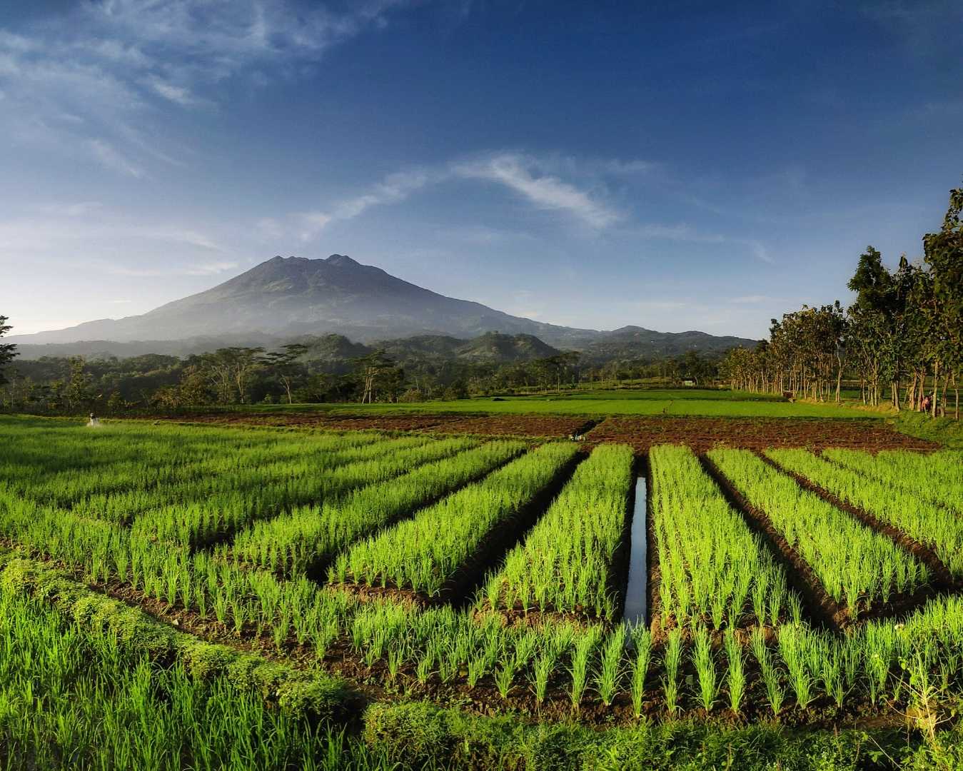Keindahan kebun diujung desa.