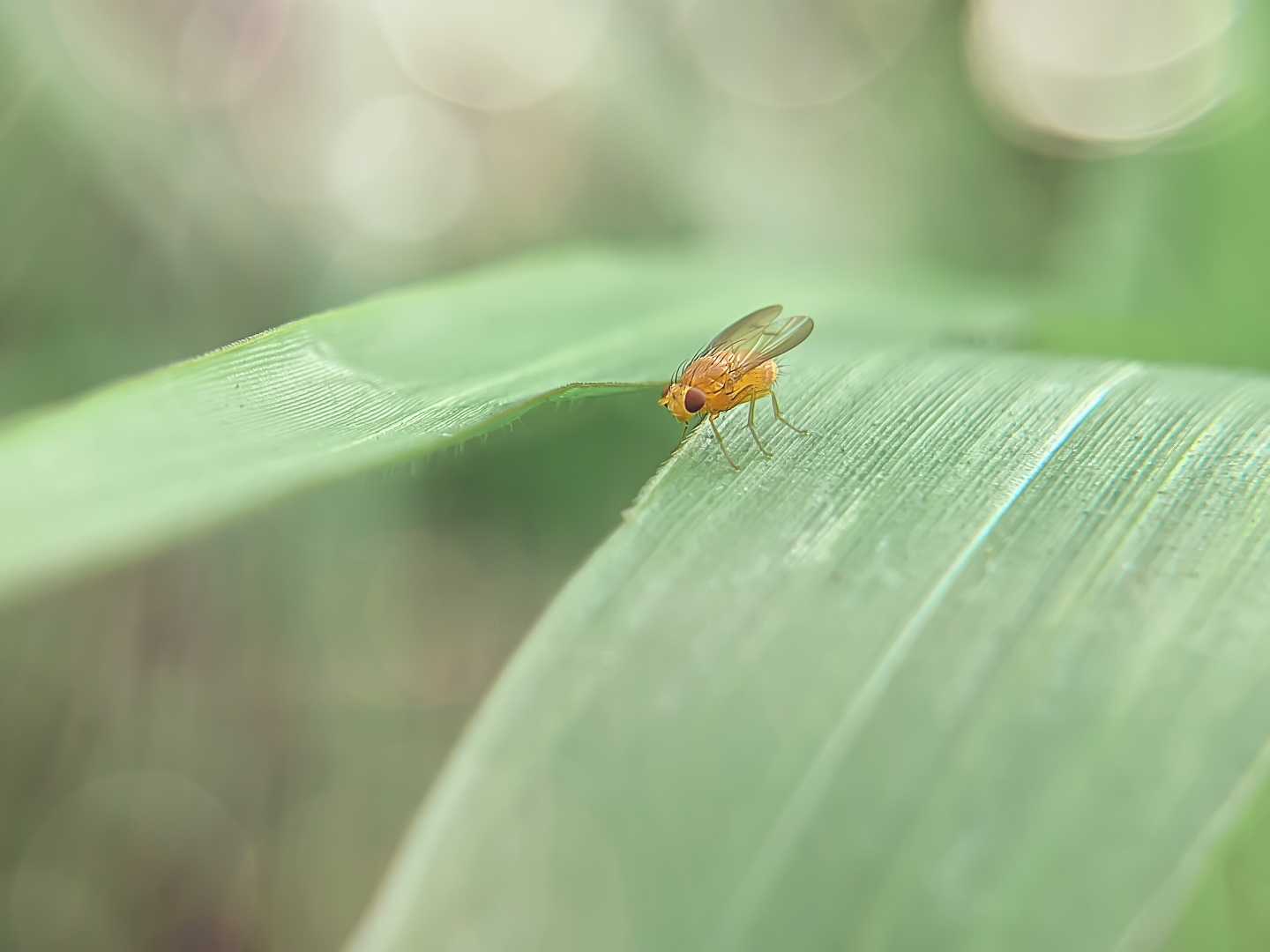 Drosophila melanogaster