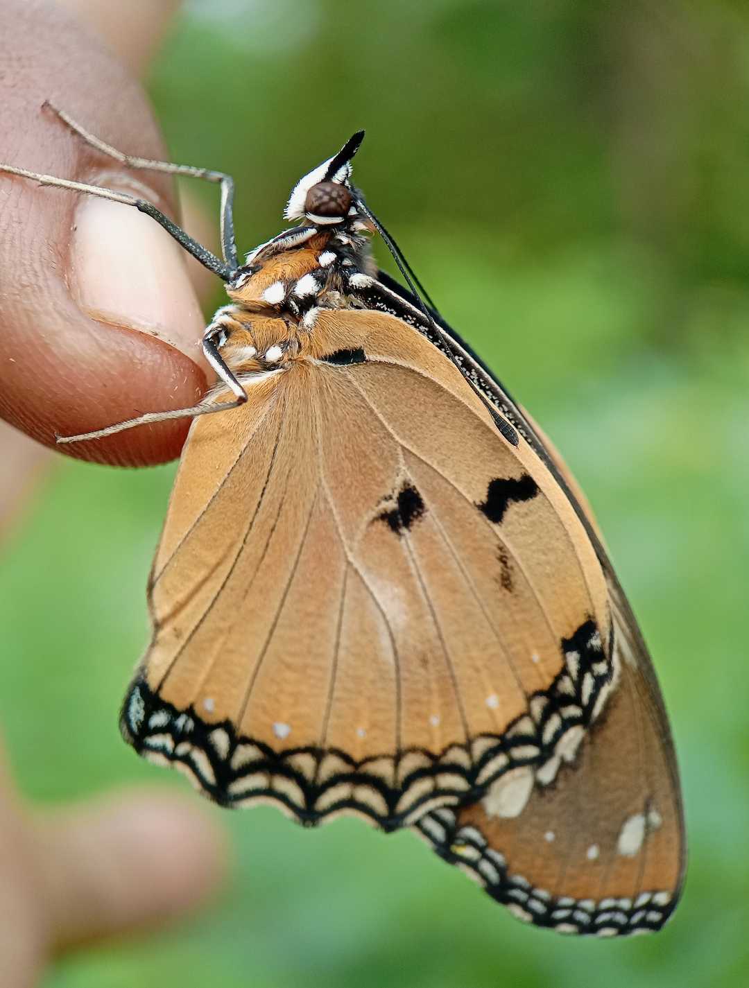 Danaus chrysippus