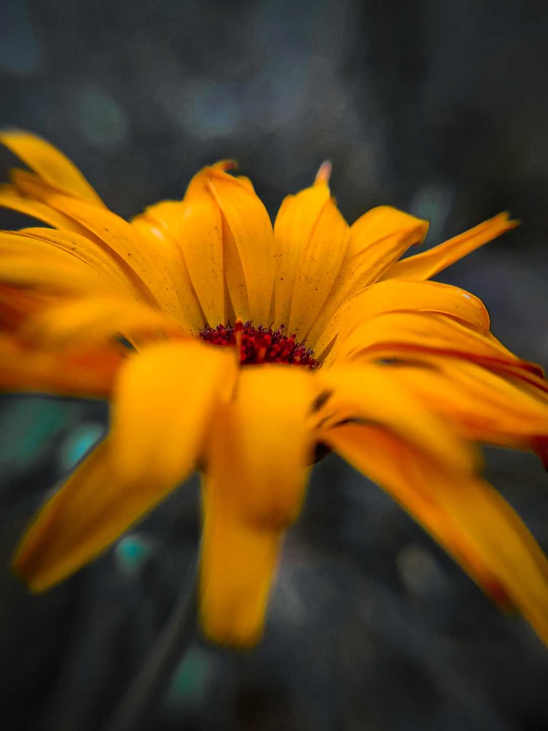 A piece from my garden 🌻