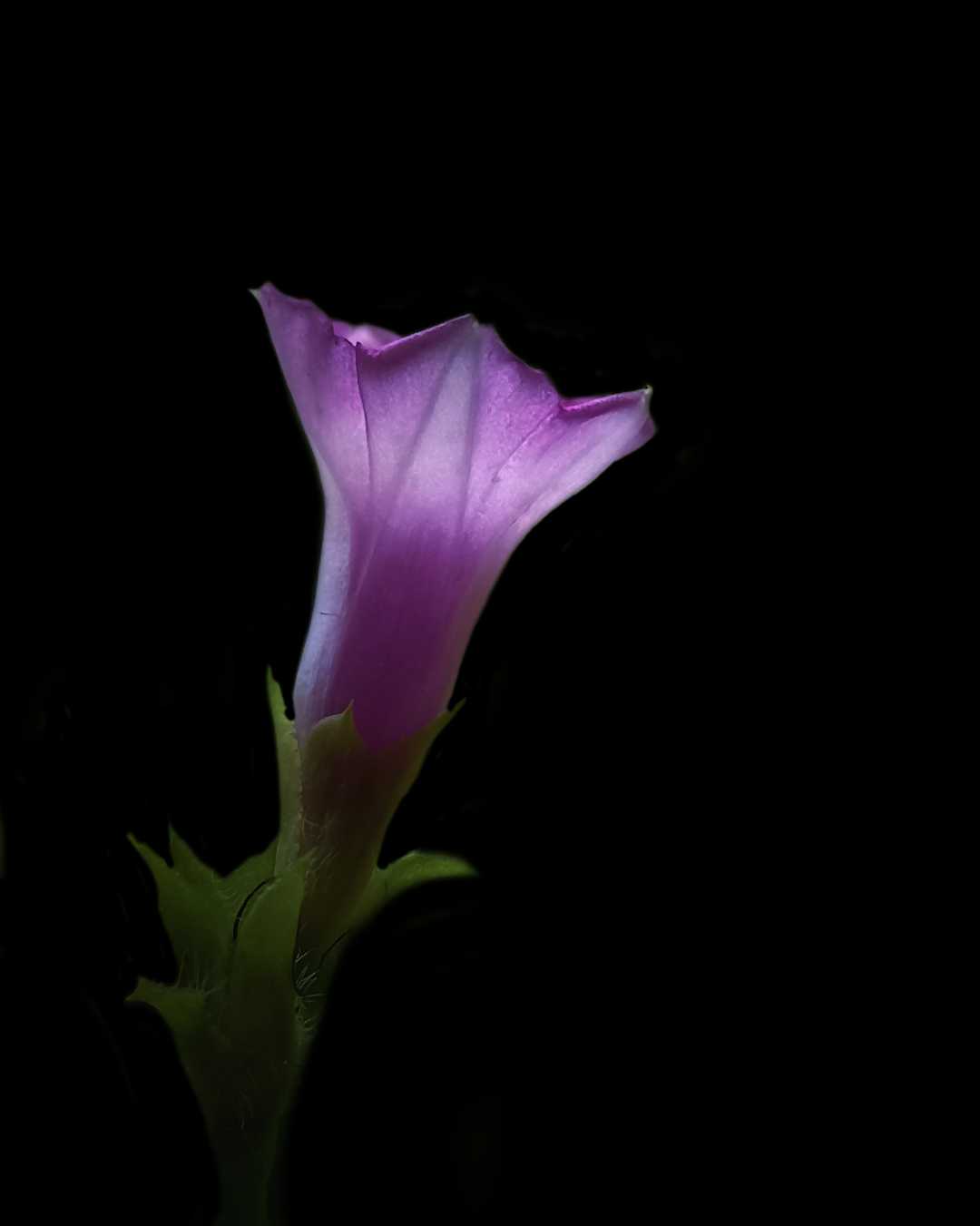 Ipomoea triloba