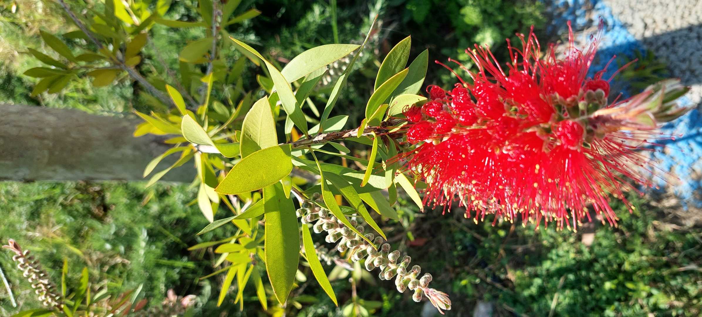 Bottle Brush (Fırça Çalısı)