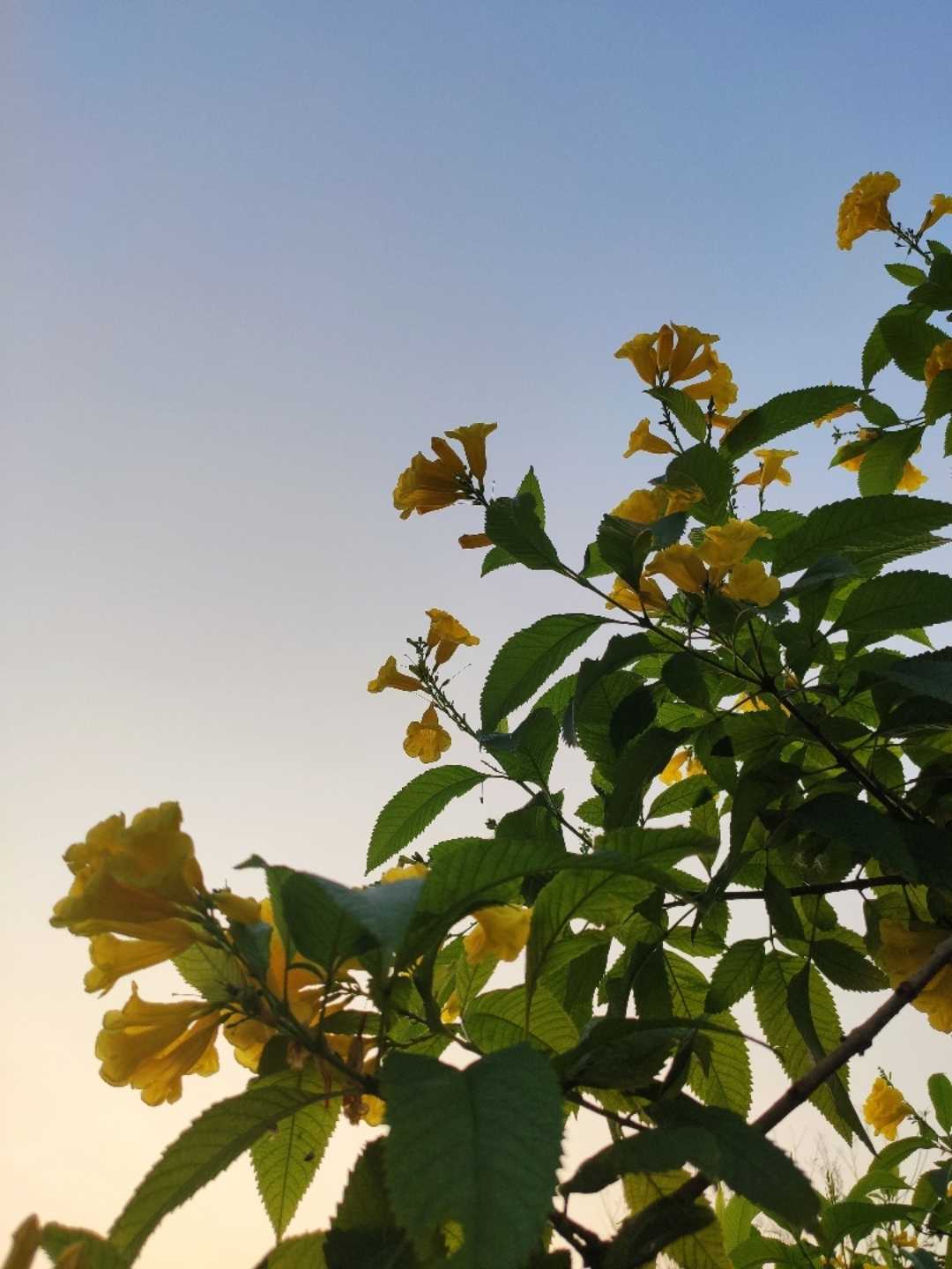 good morning.🌼