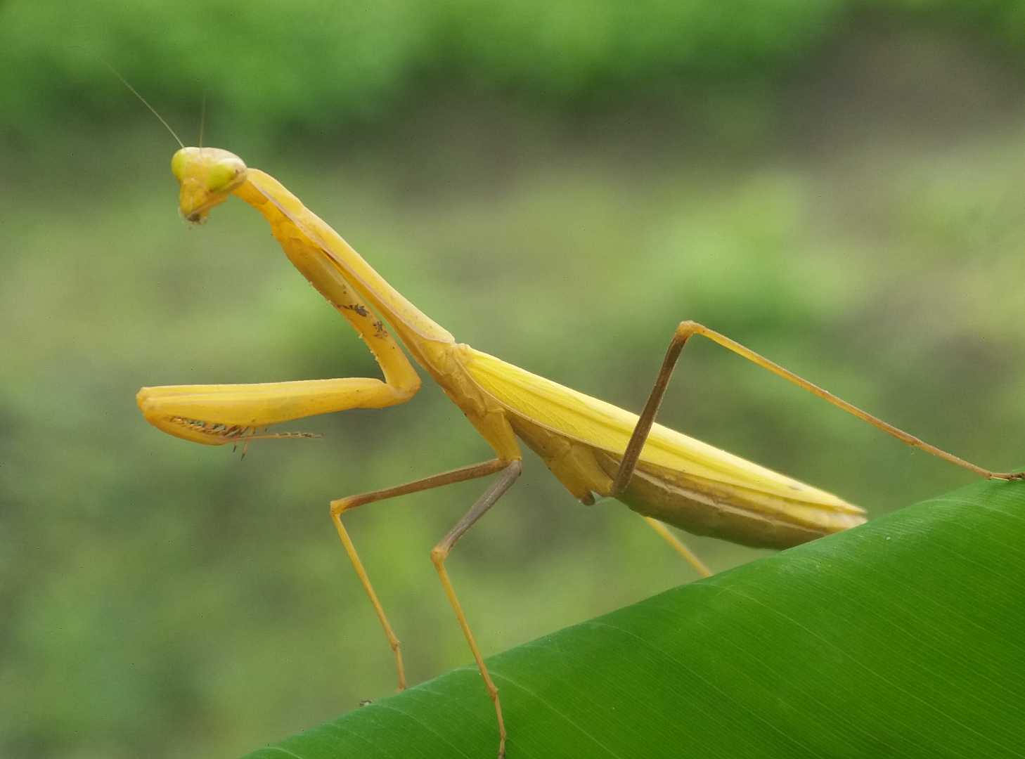 Stagmomantis