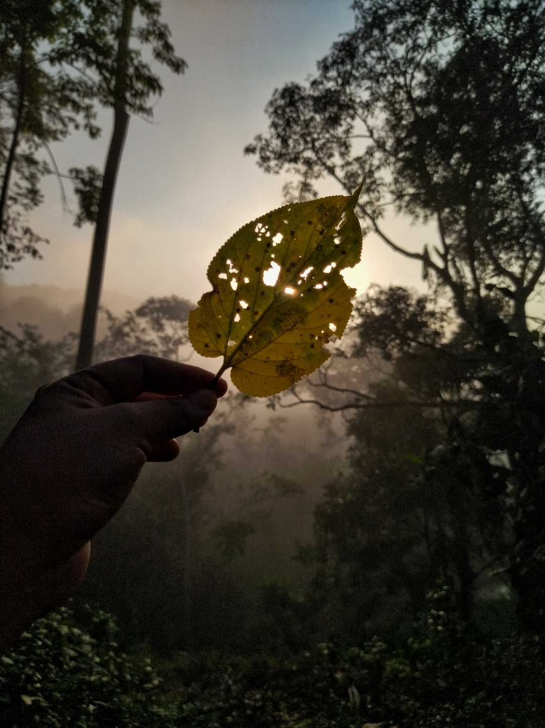 Misty morning.