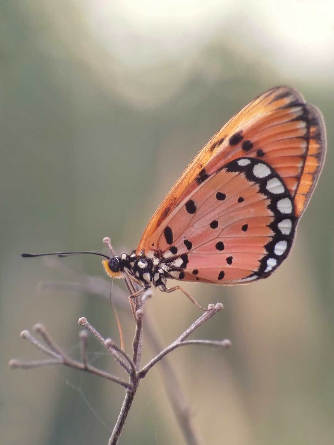 Acraea terpsicore, 🦋