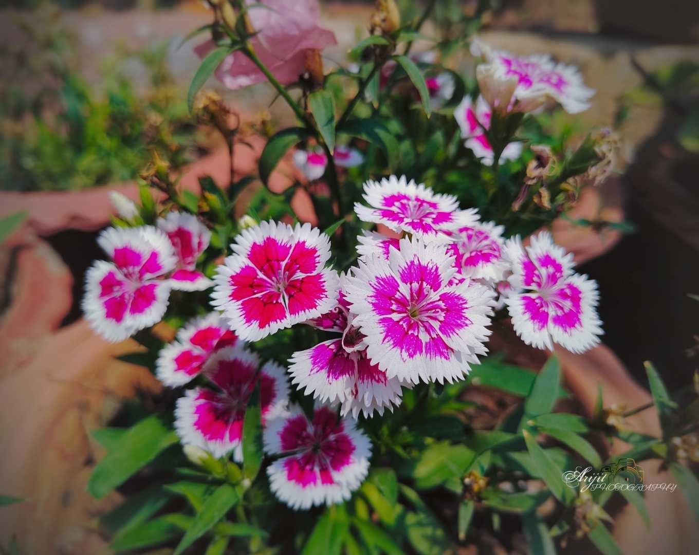 China pink