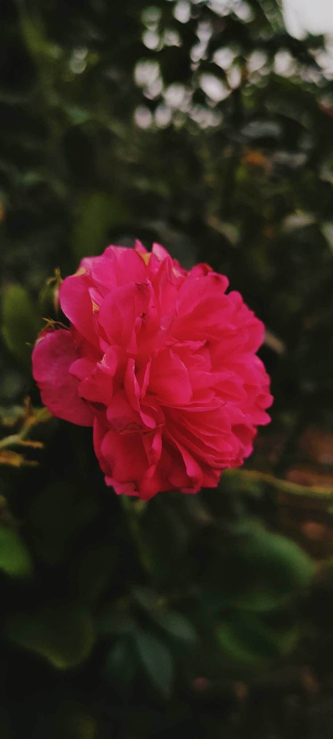 Røse 🌹