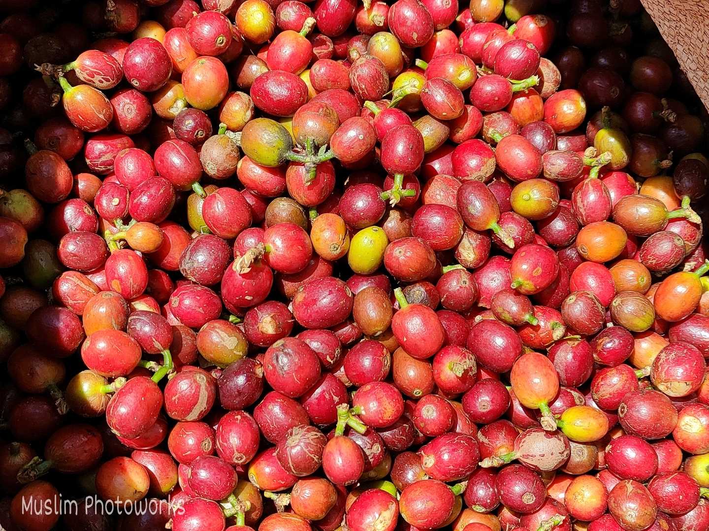 Bijih Kopi hasil panen petik merah.....
