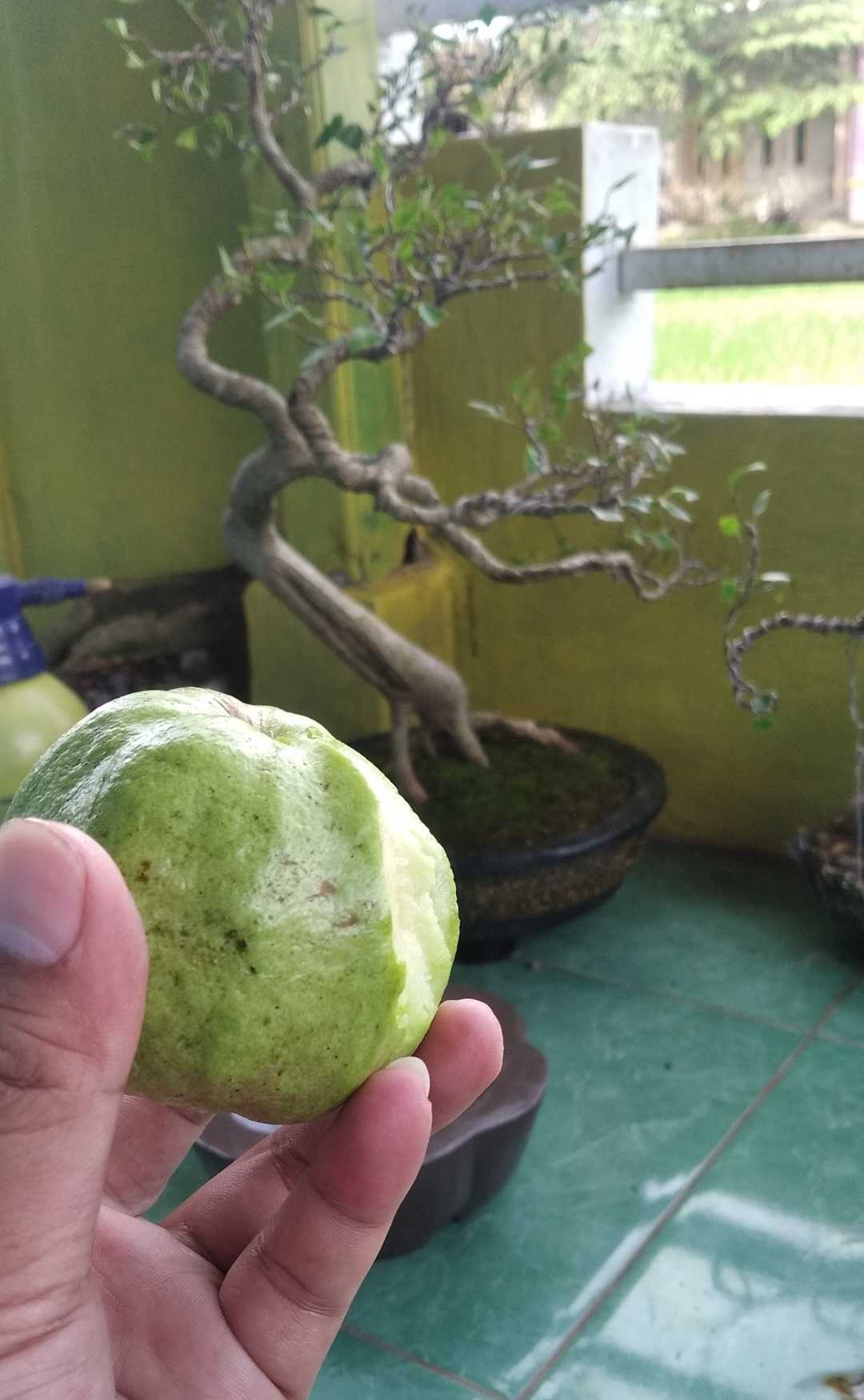 jambu biji