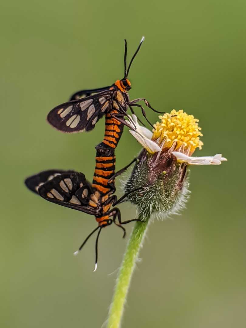 Amata huebneri