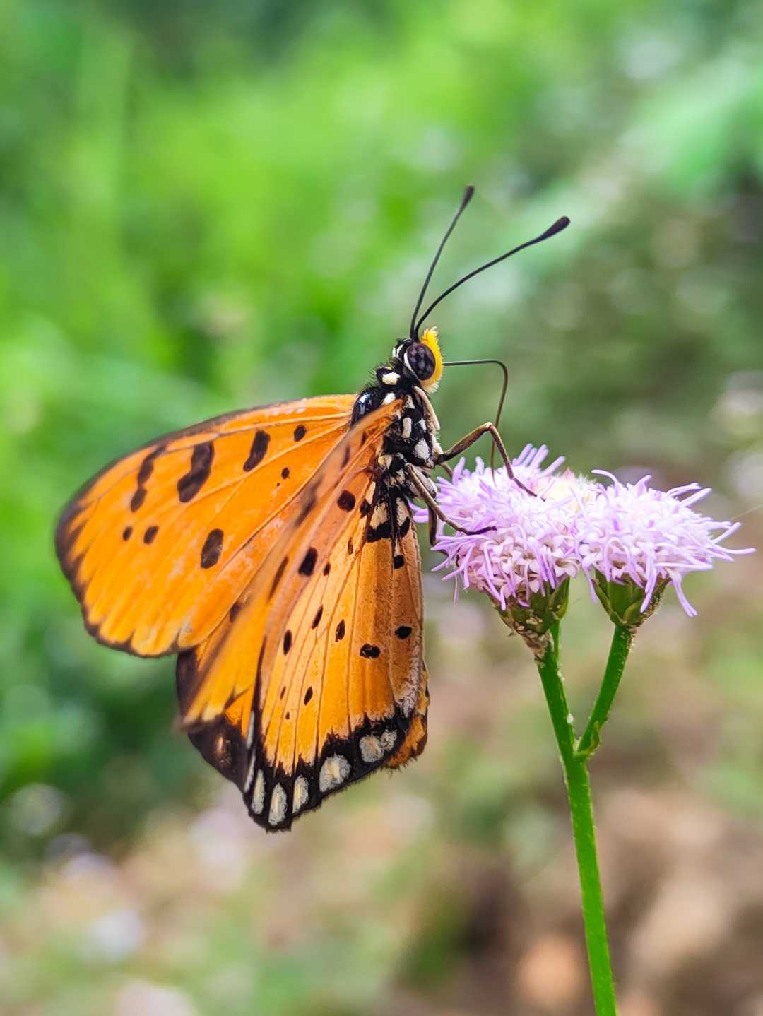 Acraea.
