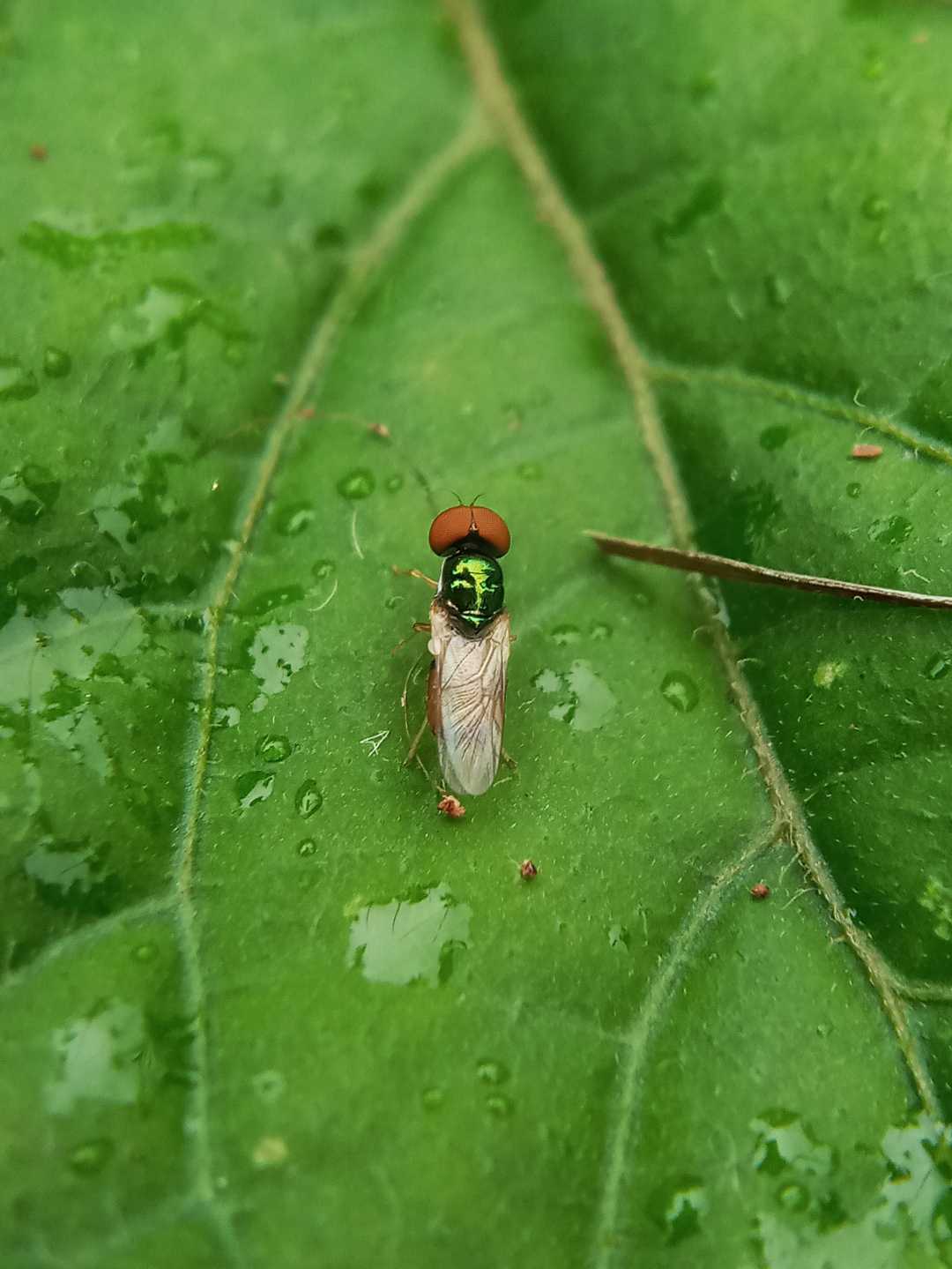 microchrysa