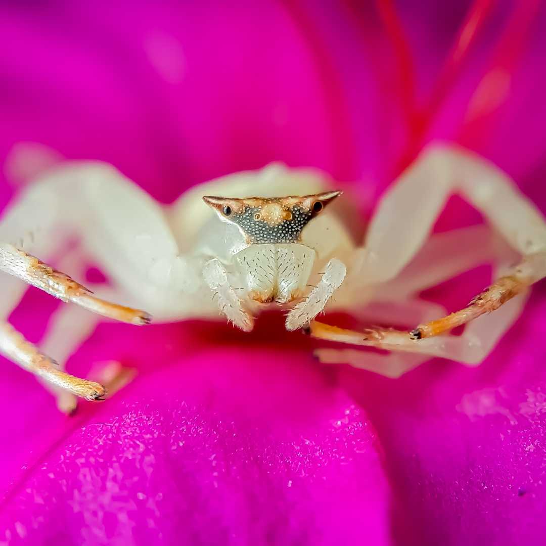 white Crab Spider.
