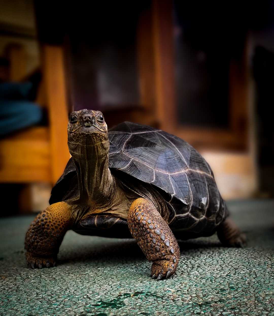 Aldabra Tortoise 