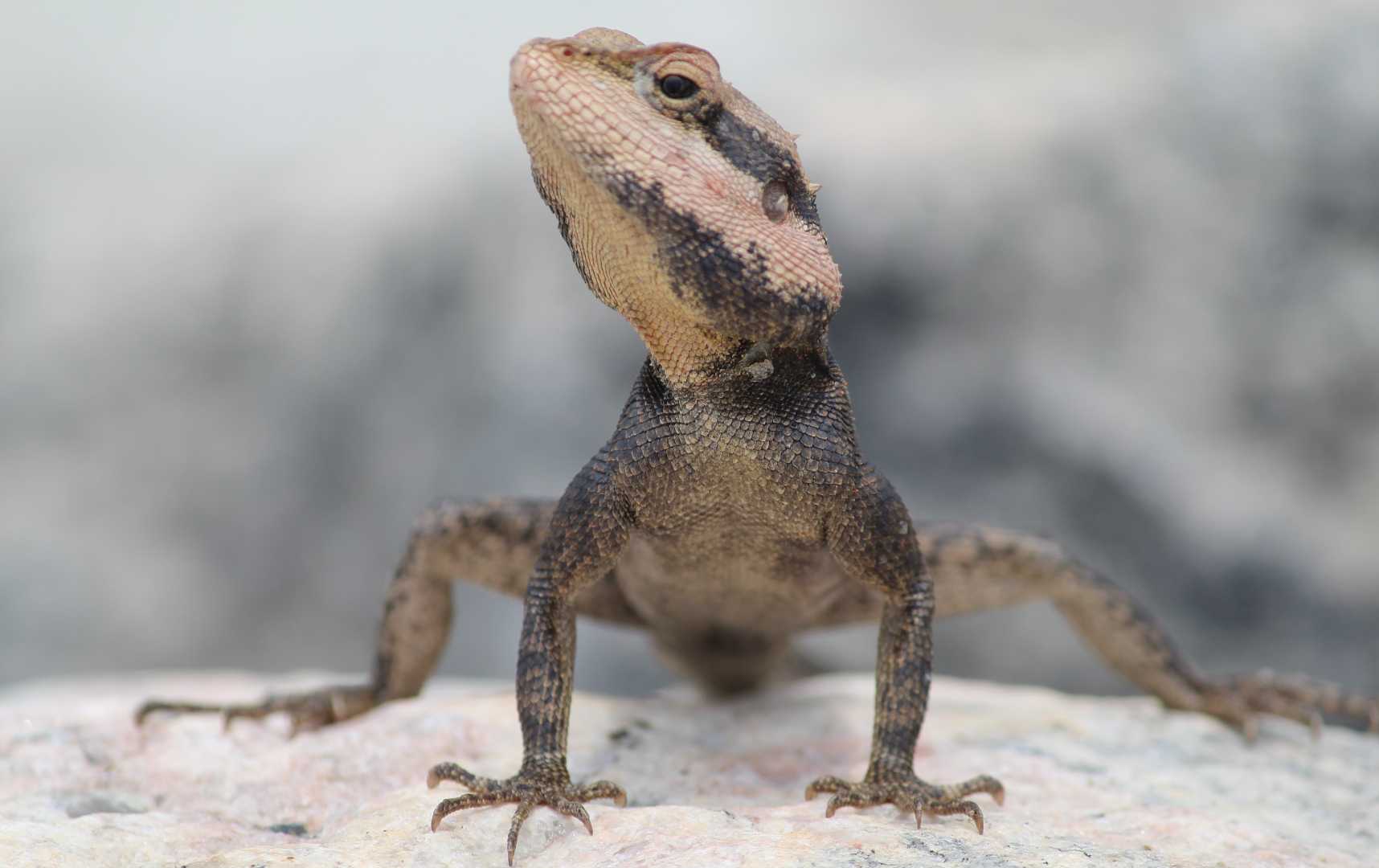 peninsular rock agama | South Indian rock agama