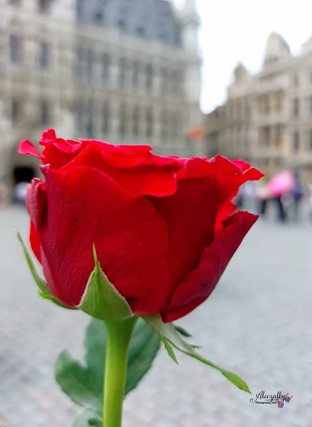 Red Rose in Belgia