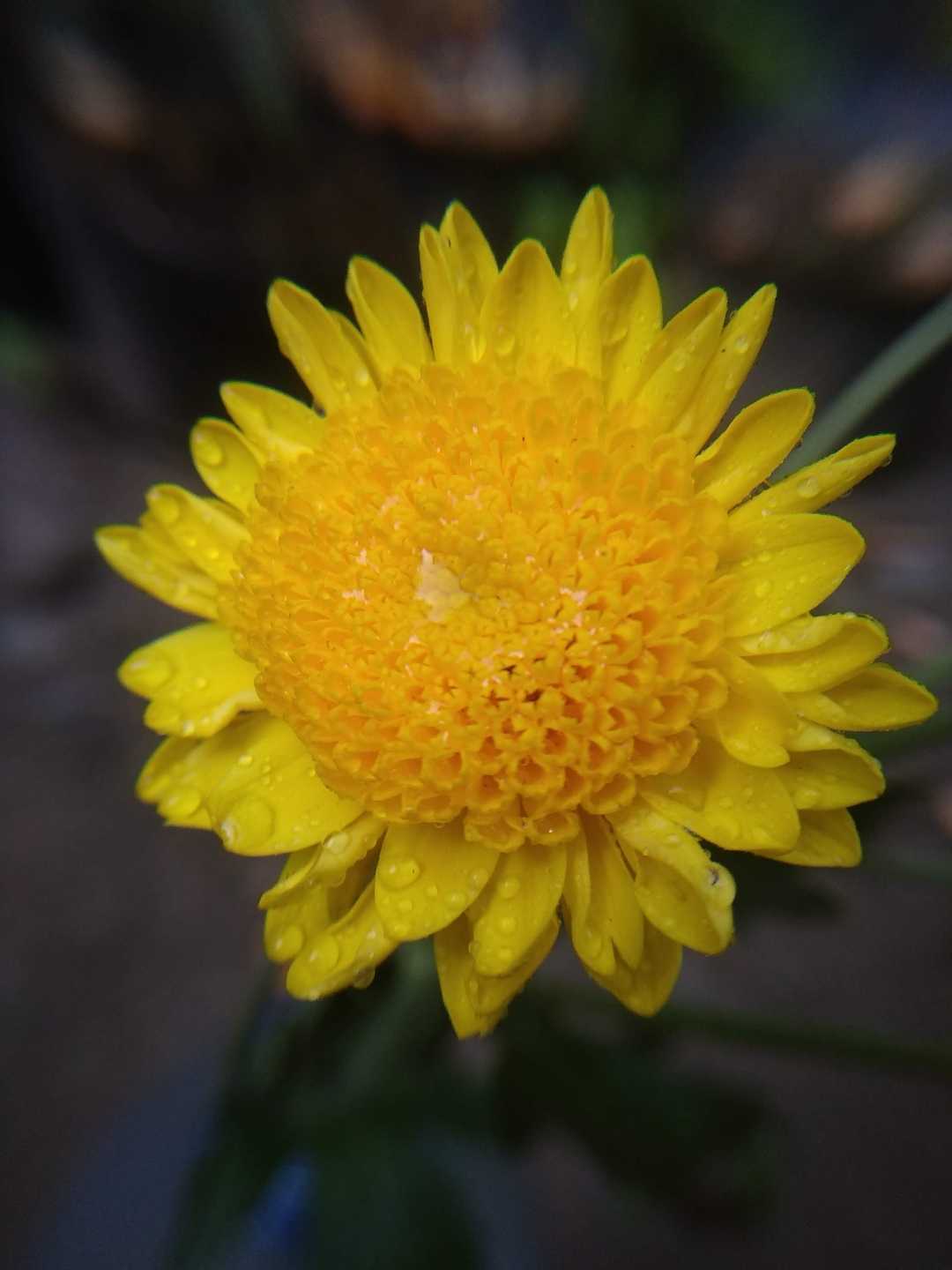 Leucochrysum
