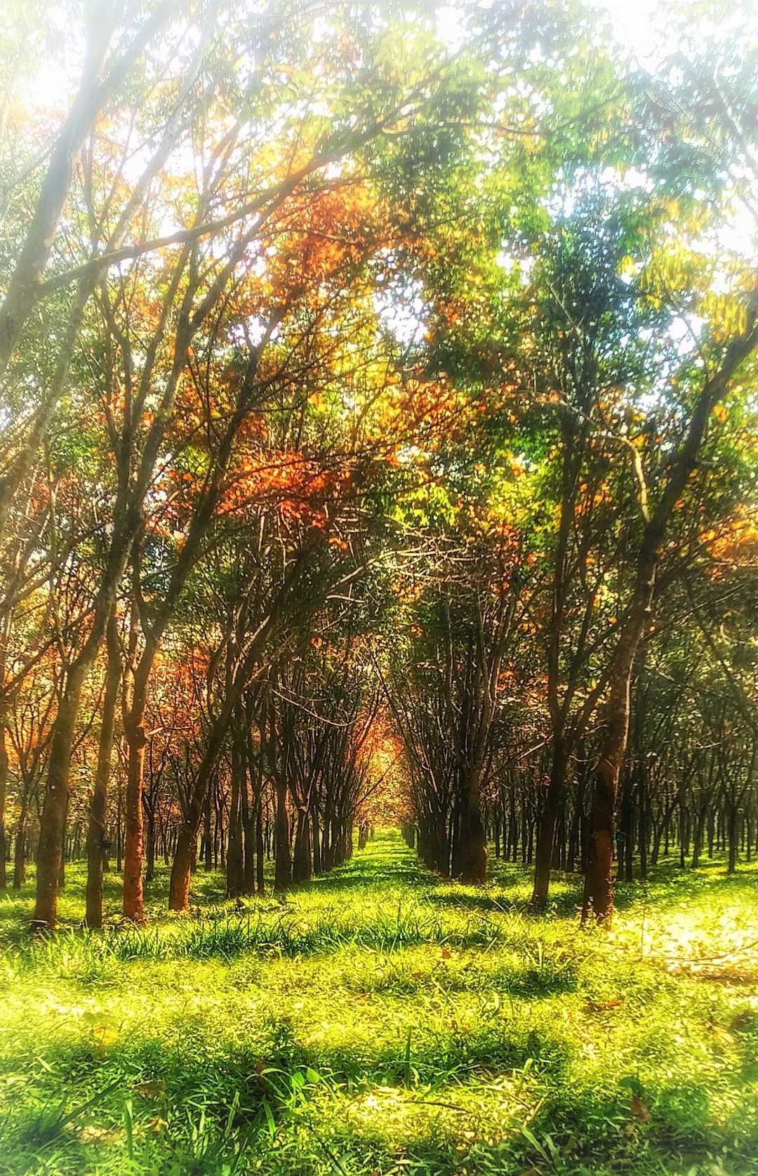 Hutan Karet Wanareja Kalijati Subang